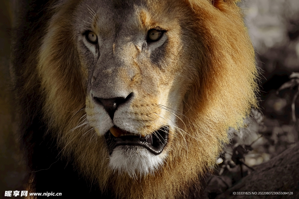 狮安监控主机灯不亮