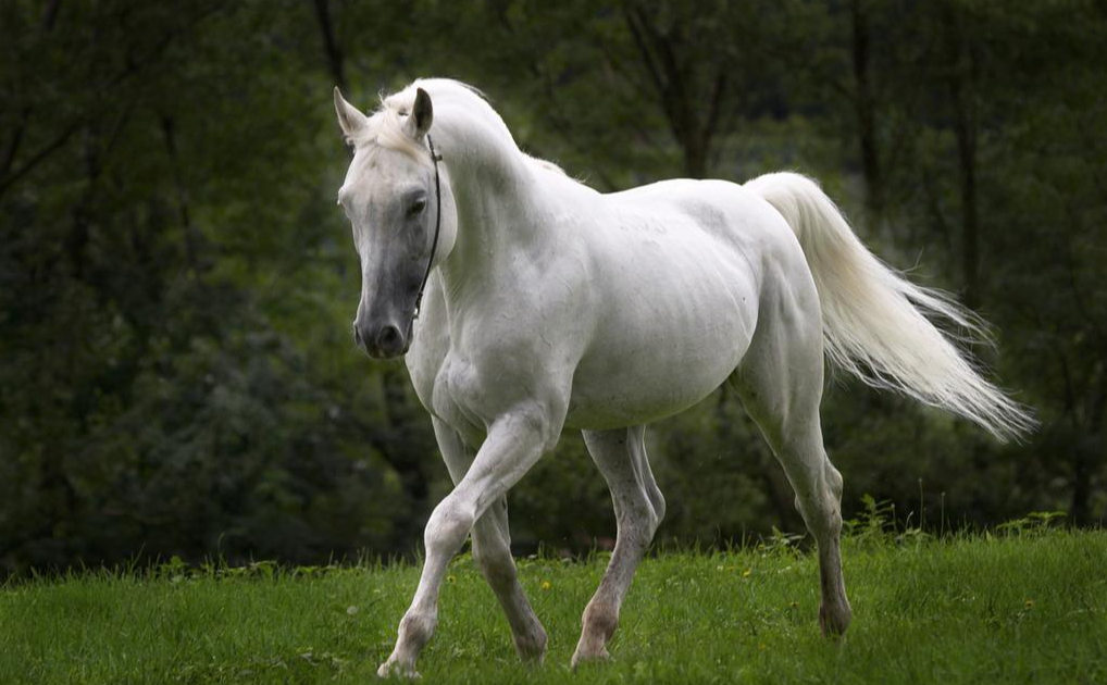 马仗机主机不转什么原因