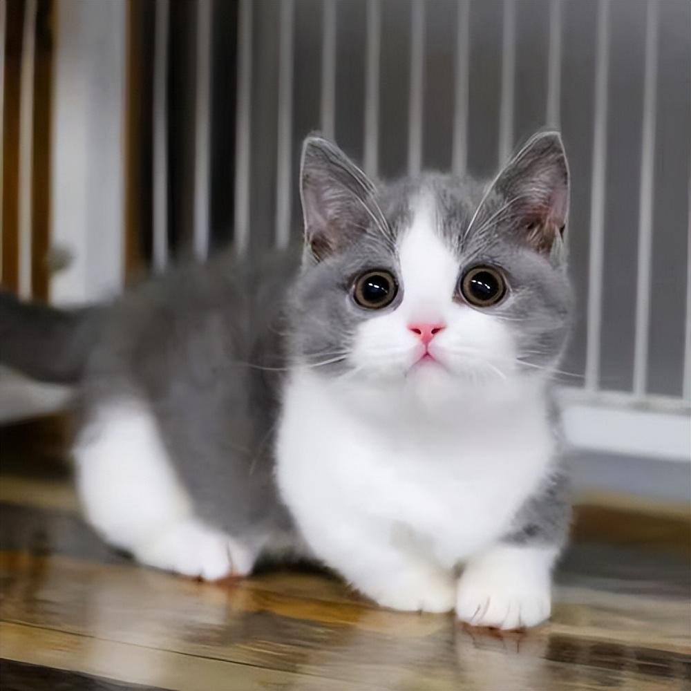猫跳电脑主机