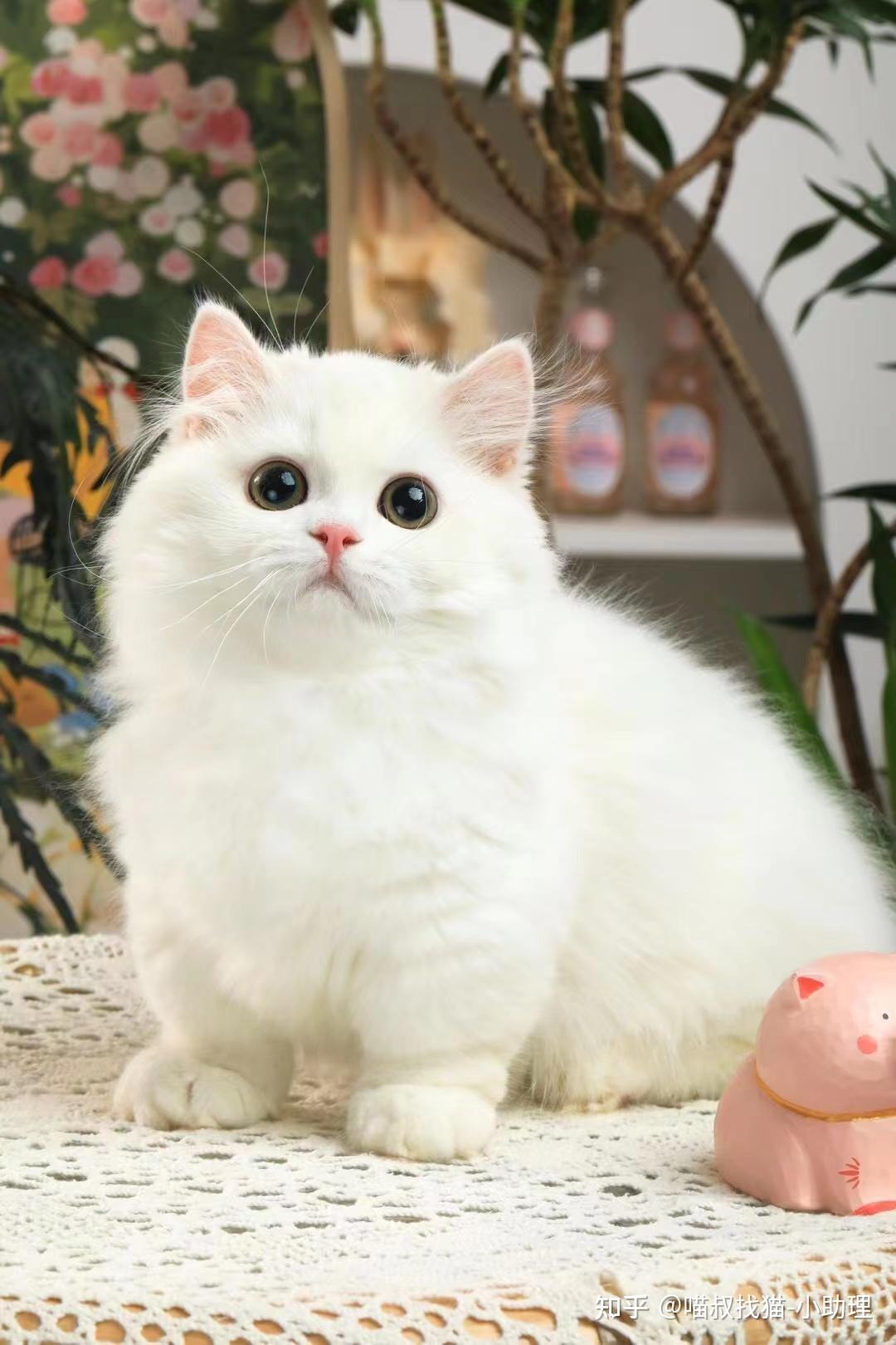 猫跳电脑主机