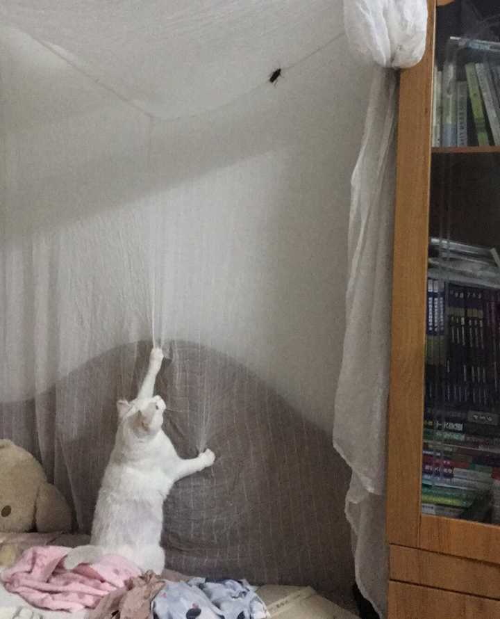 蟑螂爬到主机里面去会怎么样