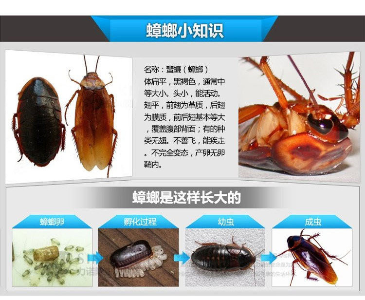 蟑螂怎么跑进主机