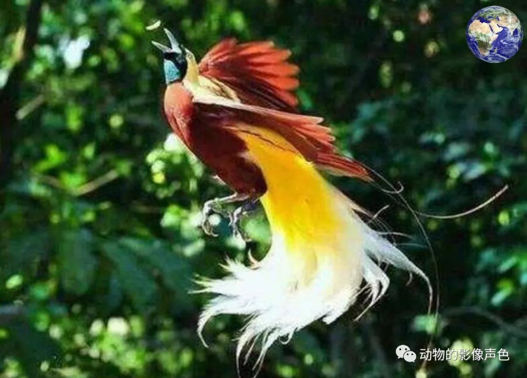 极乐鸟干衣机主机坏了怎么修