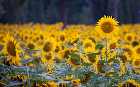 向日葵一台主机是什么意思