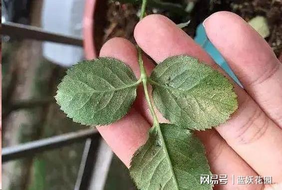 红蜘蛛系统怎么变主机