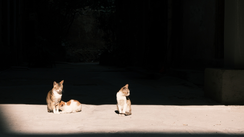 李奇华的猫主机般的