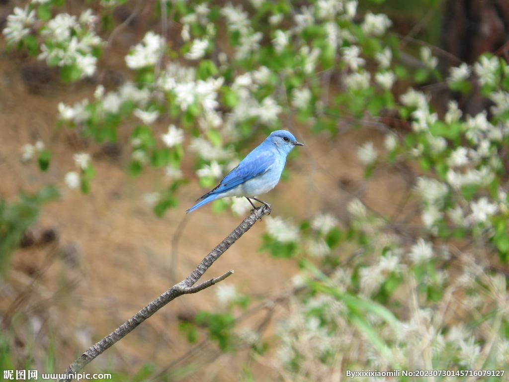青鸟主机二级密码找回
