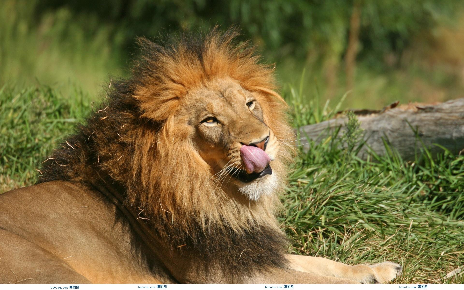 动物之森用主机模式还是掌机