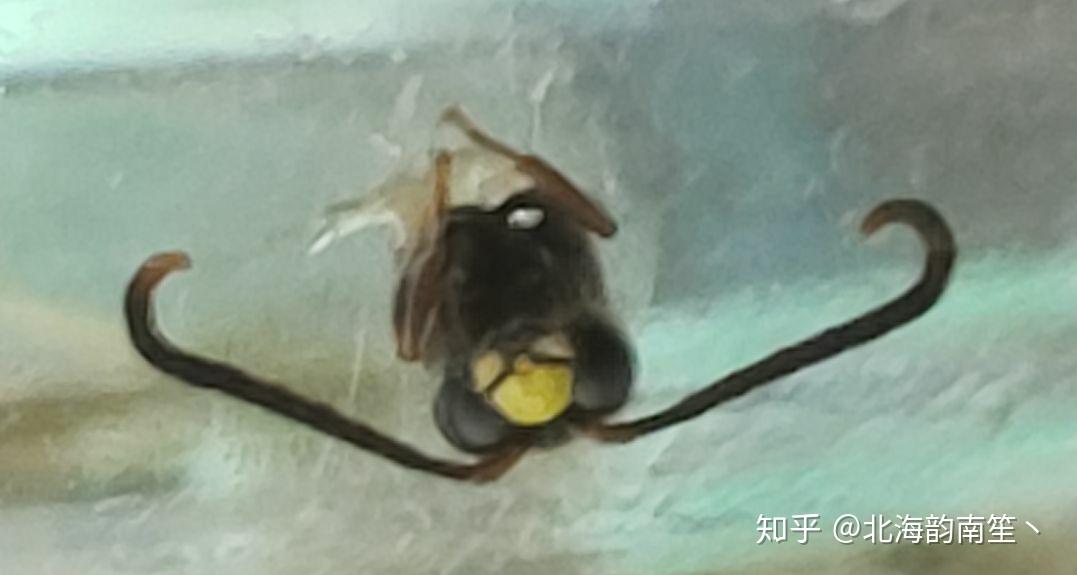 虫子爬进主机